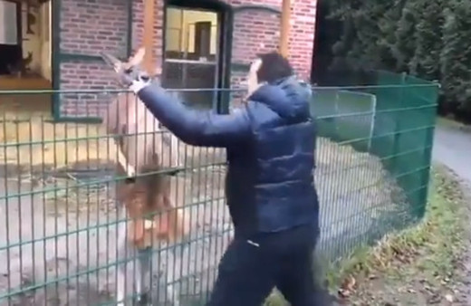 Sahte mehdi bu kez kangruyu yumrukladı