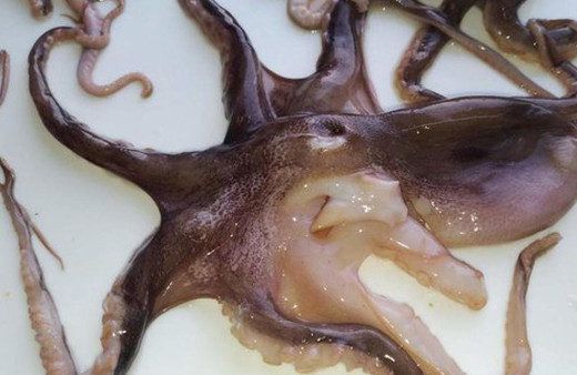 Japonların tüm maçlarını bilen ahtapotu kehanetleri de kurtaramadı!