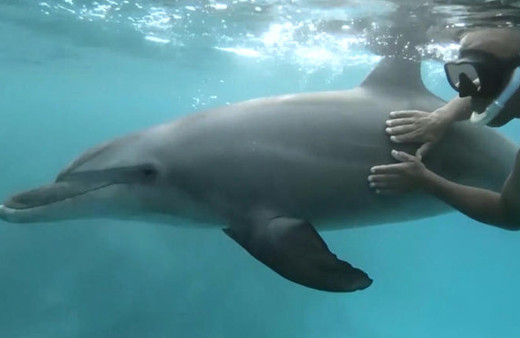 Kendisini dalgıçlara sevdiren yunusun içinizi ısıtacak anları
