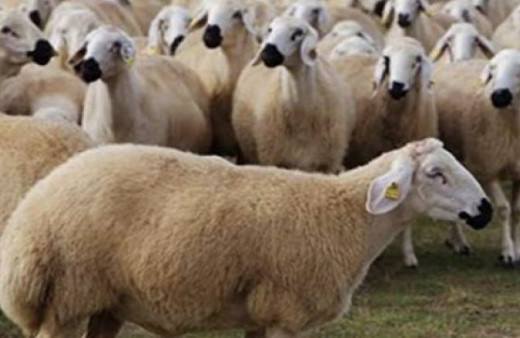 Migros büyükbaş kurbanlık fiyatları 2018 hissesine göre kaç lira? 