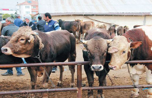 Carrefour büyükbaş fiyatları 2018 Carrefour kurbanlık fiyat listesi