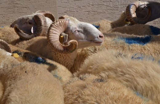 Carrefor koç fiyatları hissesine göre kaç para 2018 güncel fiyat listesi