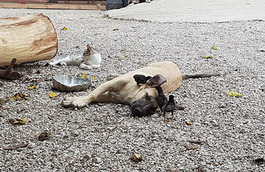 Anneleri ölen 6 civcive evin köpeği annelik yapıyor