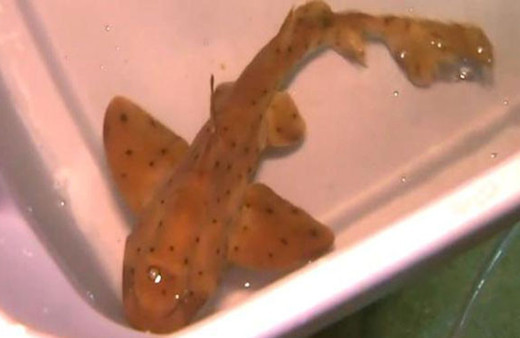 Böyle hırsızlık görülmedi! Battaniyeye sarıp...