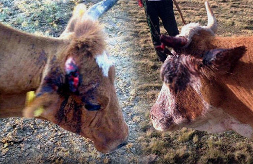 Korkunç olay: Küreklerle saldırdılar!