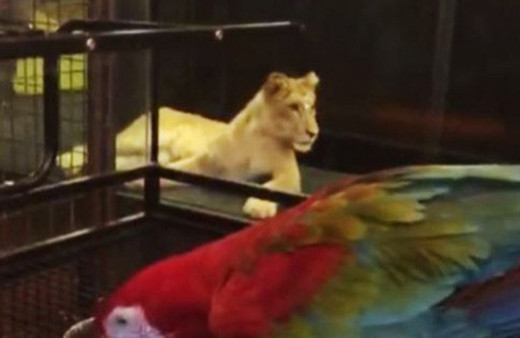 Sosyal medyada çok konuşulmuştu: Kafedeki aslanın sırrı çözüldü!