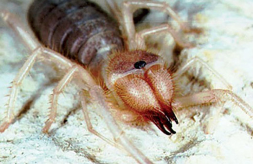 Bu örümceği gördüğünüzde kaçın! Et yiyor