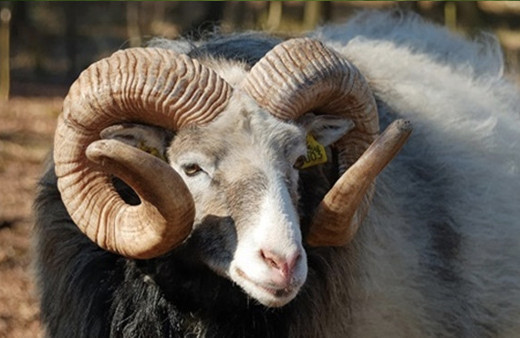 2018 Kurbanlık fiyatları belli oldu!