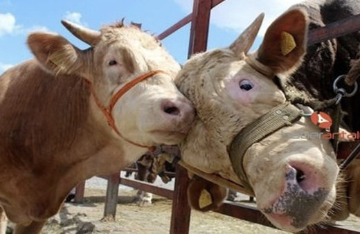 2018 Kurbanlık fiyatları belli oldu mu-güncel kurbanlık fiyat tarifesi