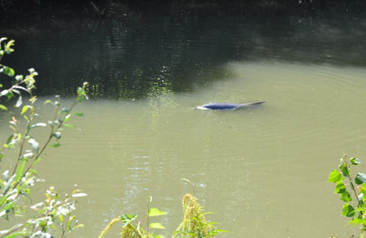 Yunus balığı  için ikinci kurtarma çalışması