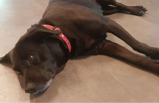 Köpeğine iyi bakmayan turist gözaltına alındı!