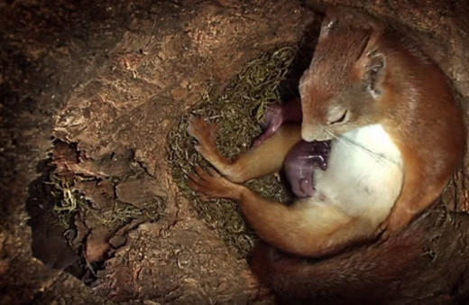 Sincap'ın doğum yaptığı anlar kameralara böyle yansıdı