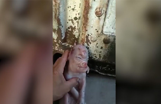 Dünya insan yüzlü domuzu konuşuyor! 