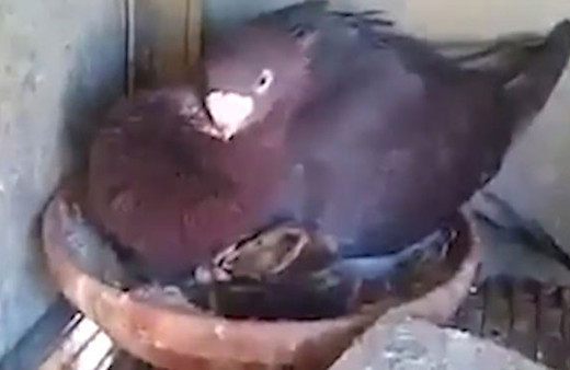 İçinizi ısıtacak görüntü! Güvercin, yavru kediyi böyle korudu