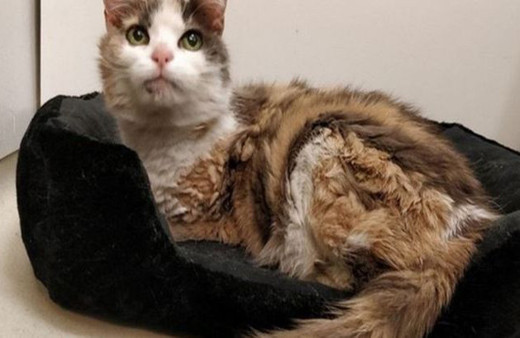 Kayıp kedi 17 yıl sonra geri döndü!