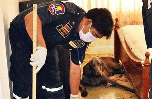 Aç kalan köpek, sahibinin suratını yedi!