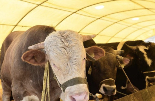 Migros kurbanlık dana kaç para 2018 hissesine göre kurbanlık fiyatları 