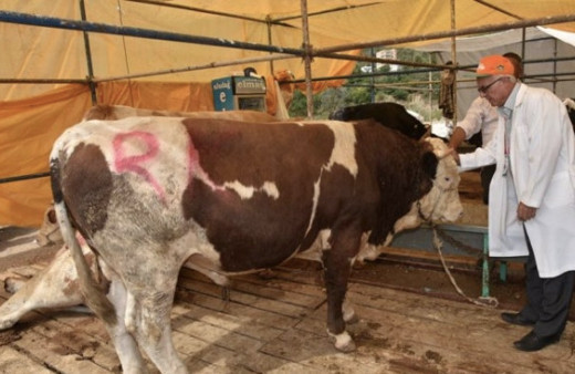 İstanbul kurbanlık koç dana fiyatları hissesine göre 2018 fiyatları