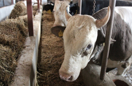 Ankara kurbanlık koç dana fiyatları hissesine göre 2018 fiyatları