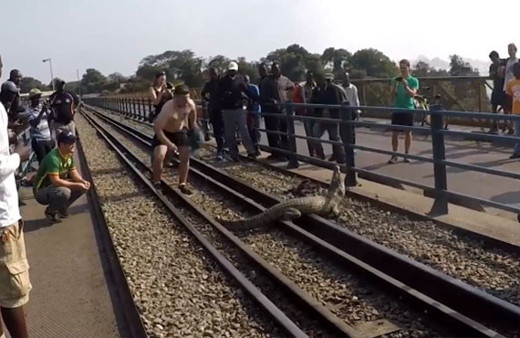 Tren raylarına giren timsah korku dolu anlar yaşattı!
