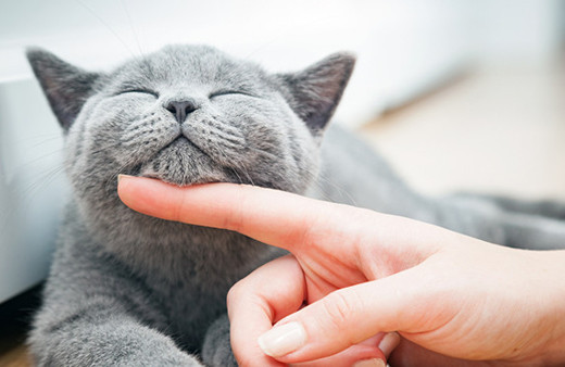 Kedi bakıcılığı için  200 kişi başvuru