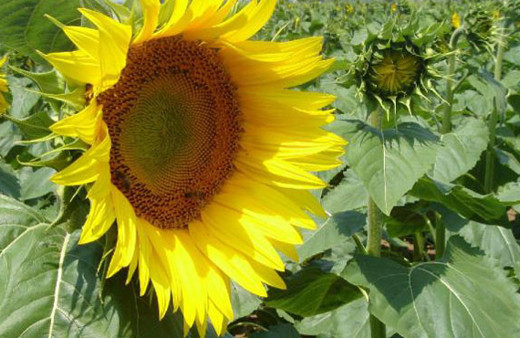 Çekirdek çitlemek depresyona iyi geliyormuş