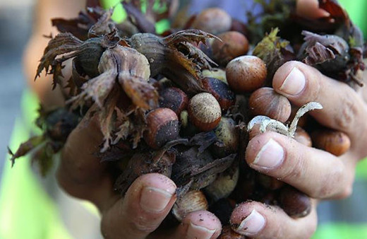 Ordu'daki selde kaç ton fındık zarar gördü?