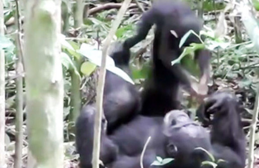 Anne maymunun bebeğiyle oynadığı oyun dikkat çekti