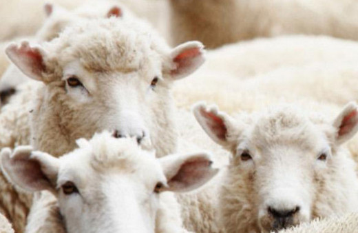 Hangi hayvanlar kurban olarak kesilmeye uygundur?