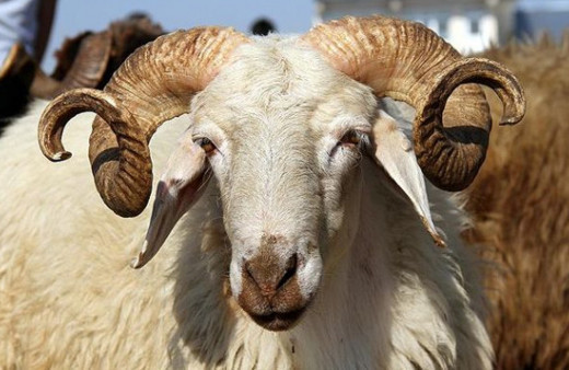 Kurban kimlere düşer, kimler kurban kesmelidir?