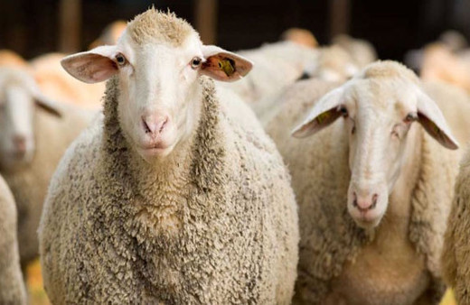 Kurban bayramı bir gelenek mi yoksa ibadet mi? Prof. Dr. Abdülaziz Bayındır anlattı...