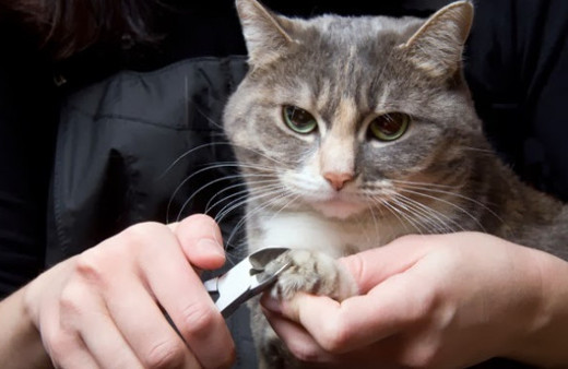 Kedilerde tırnak bakımı nasıl olmalı, kedilerin tırnak yapısı nasıldır?