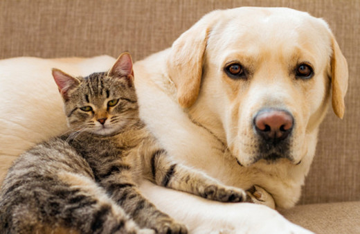 Sıcak havalarda sokak hayvanları için neler yapabiliriz?