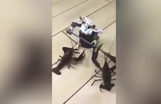  Star Wars robotu ıstakozlara karşı!