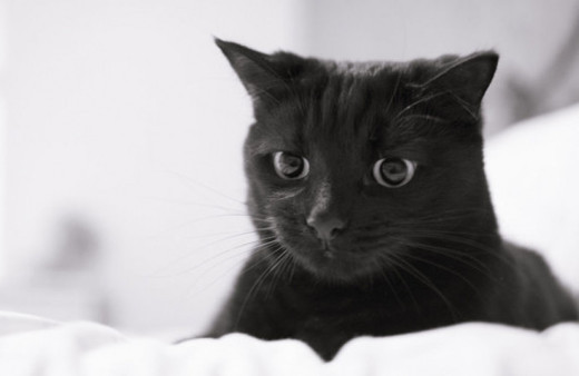 Kedi besleyenler dikkat!