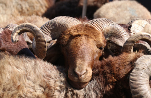 Kurbanlık bağışı Mehmetçik Vakfı - Diyanet - Kızılay - LÖSEV fiyatı