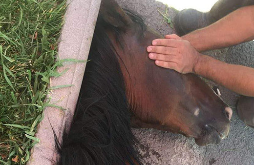 Büyük vicdansızlık: Yorgunluktan yığılınca bırakıp kaçtı!