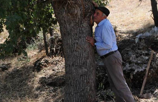 Ağaçlardan toplayıp kilosu 500 liraya satıyorlar!