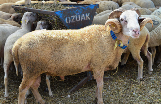Kurban Bayramı öncesi Et ve Süt Kurumundan flaş karar!