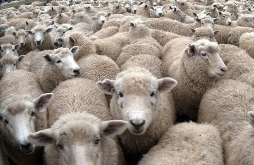 Migros kurbanlık koç kaç para hissesine göre kurbanlık fiyatları 2018