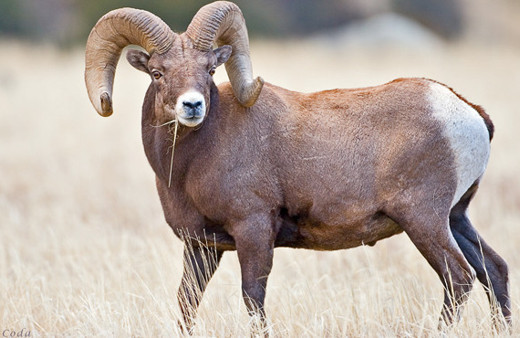 Kurbanlık fiyatları Migros hissesine göre büyükbaş-küçükbaş ne kadar? 