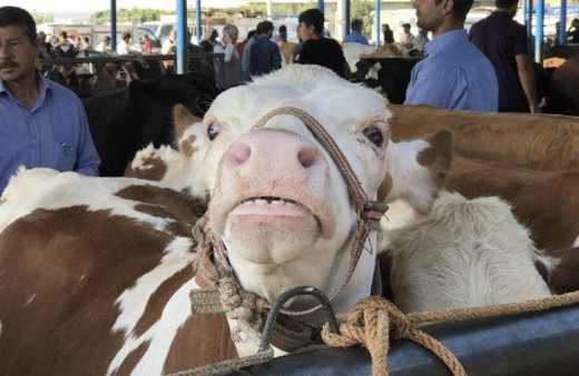 A101 kurbanlık fiyatları 2018 büyükbaş küçükbaş ne kadar? 