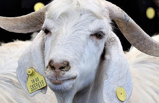 A101 küçükbaş fiyatları 2018 kurbanlık fiyatları ne kadar?