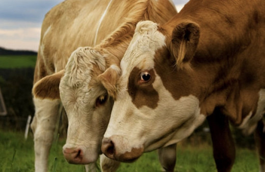 A101 büyükbaş kurbanlık fiyatları hissesine göre kaç para? 