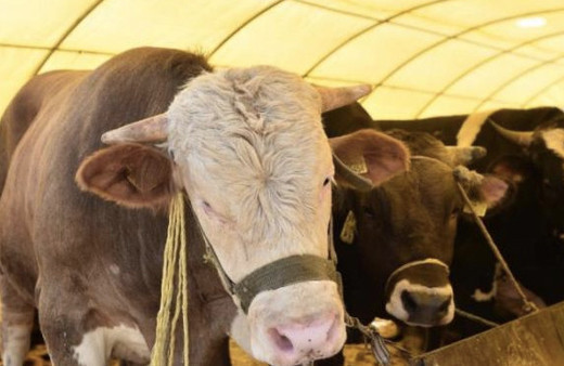 A101 koç kaç para 2018 kurbanlık fiyatları belli oldu