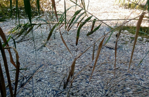 Kırkağaç'ta yürek burkan görüntü