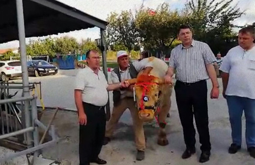 Cumhurbaşkanı Erdoğan’a Trakya’dan kurbanlık gönderildi