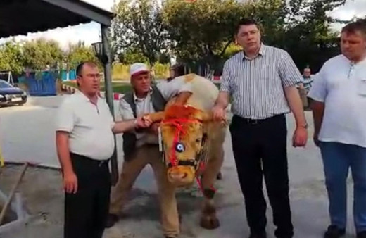 Erdoğan'a Trakya'dan dev kurbanlık