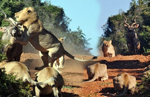 Aslan antilobu tam ham yapacakken neye uğradığını şaşırdı!