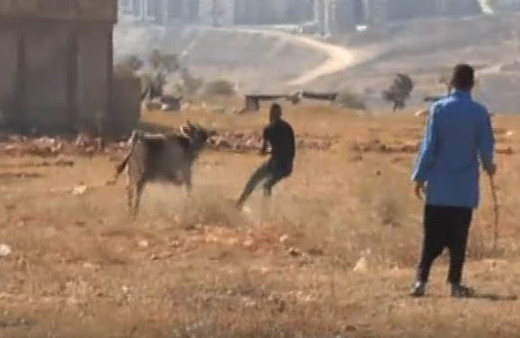 İpini koparan kurbanlık dana zor anlar yaşattı